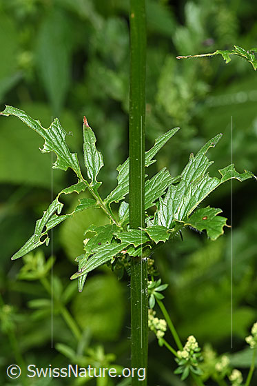 Photo: Valeriana officinalis. Stems and leaves after hailstorm.