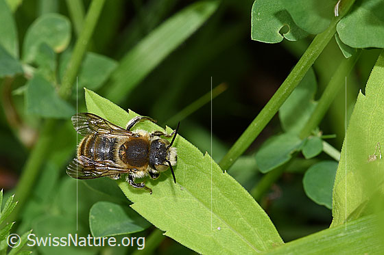 Photo: Anthidium byssinum, auch (Trachusa byssina). Length 11 - 12mm. View from above.