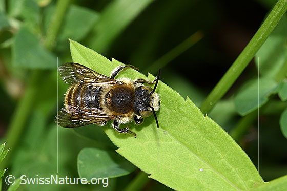 Foto: Grosse Harzbiene (Anthidium byssinum), auch (Trachusa byssina). Länge 11 - 12mm. Ansicht von oben.