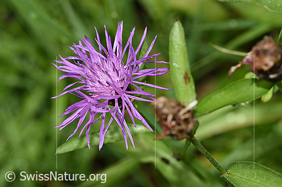 Wiesen-Flockenblume (Centaurea jacea)