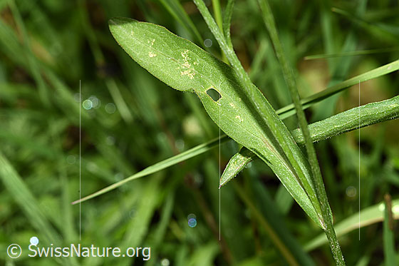 Photo: Centaurea jacea. Leaf and stem.