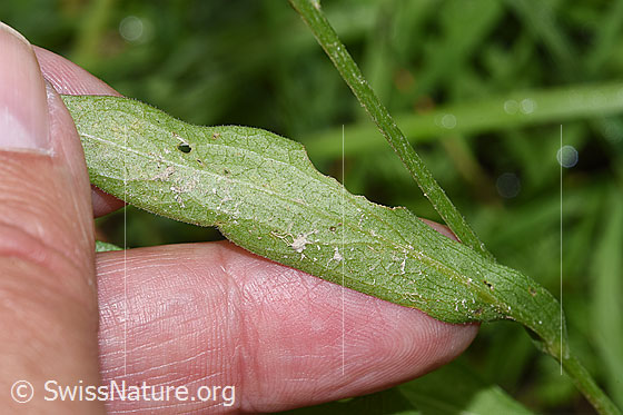Photo: Centaurea jacea. Leaf underside and stem.