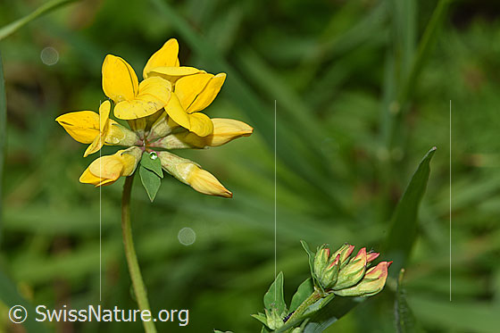 Photo: Lotus corniculatus. Blossoms and stem.