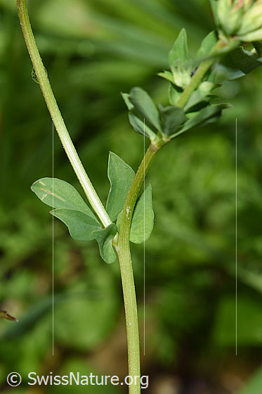 Foto: Gewöhnlicher Hornklee (Lotus corniculatus). Stängel und Blätter.