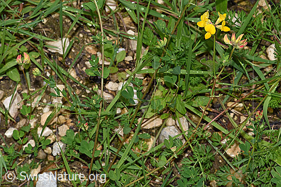 Foto: Gewöhnlicher Hornklee (Lotus corniculatus). Ganze Pflanze (Habitus).