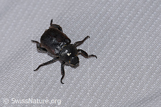 Silbriger Purzelkäfer (Hoplia philanthus)