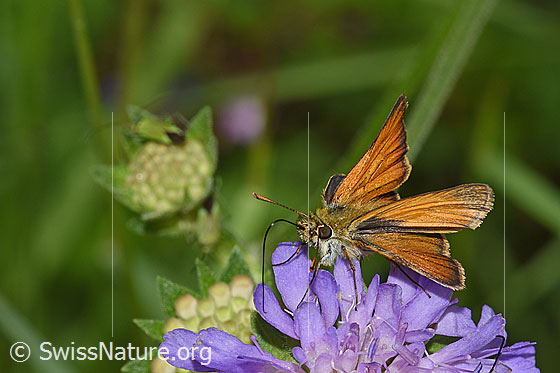 Photo: Thymelicus sylvestris on Knautia dipsacifolia. View from side front.