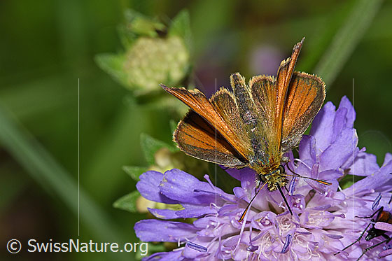 Photo: Thymelicus sylvestris on Knautia dipsacifolia. View from top front.