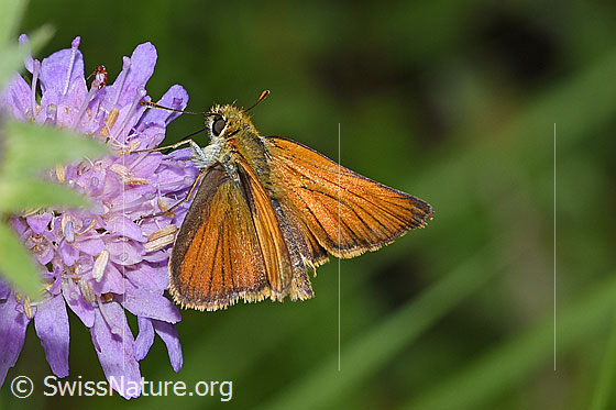 Photo: Thymelicus sylvestris on Knautia dipsacifolia. View from the side at the top.