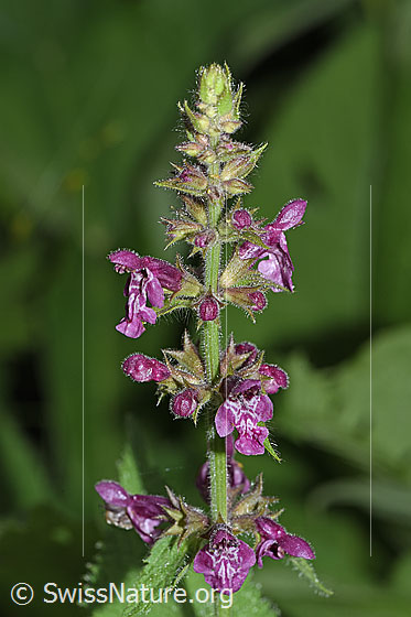 Foto: Wald-Ziest (Stachys sylvatica). Blütenstand.