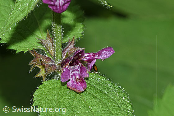 Wald-Ziest (Stachys sylvatica)