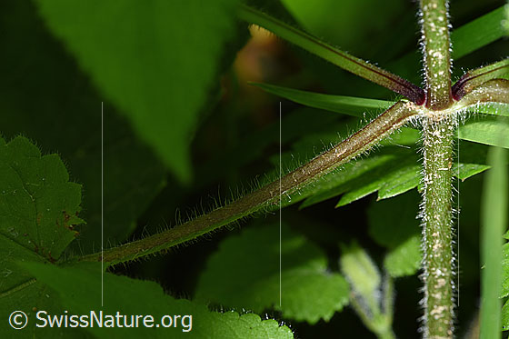 Foto: Wald-Ziest (Stachys sylvatica). Stängel und Blattstängel.