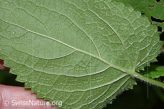 Foto: Wald-Ziest (Stachys sylvatica). Blattunterseite.