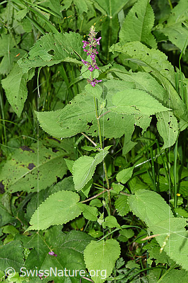 Foto: Wald-Ziest (Stachys sylvatica). Ganze Pflanze (Habitus).