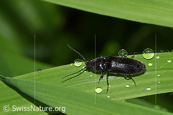 Foto: Schwarzer Rauhaarschnellkäfer (Hemicrepidius niger). Länge 11mm. Ansicht von schräg oben.