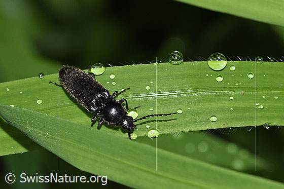 Foto: Schwarzer Rauhaarschnellkäfer (Hemicrepidius niger). Länge 11mm. Ansicht von schräg vorne.