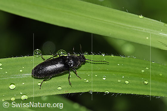 Foto: Schwarzer Rauhaarschnellkäfer (Hemicrepidius niger). Länge 11mm. Ansicht von der Seite.