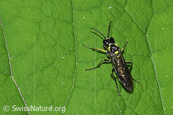 Foto: Grünschwarze Blattwespe (Tenthredo mesomela). Länge 13mm. Ansicht von oben.