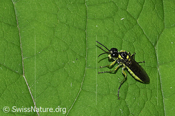 Foto: Grünschwarze Blattwespe (Tenthredo mesomela). Länge 13mm. Ansicht von schräg oben.