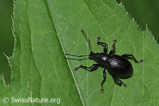 Schwarzbeiniger Dickmaulrüssler (Otiorhynchus morio)