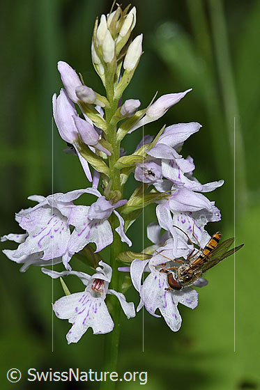 Foto: Hainschwebfliege (Episyrphus balteatus) auf Fuchs