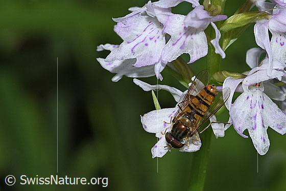 Photo: Episyrphus balteatus on Dactylorhiza fuchsii. View from above.