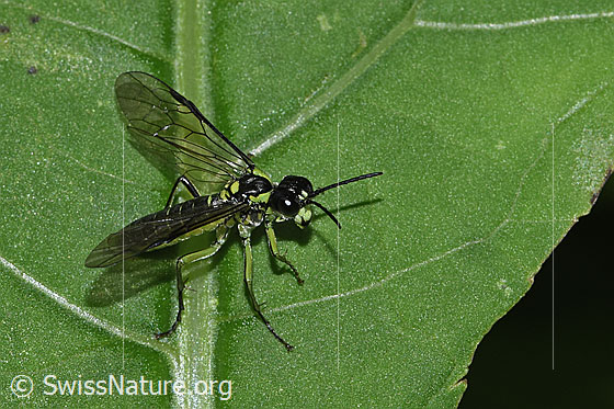 Foto: Grünschwarze Blattwespe (Tenthredo mesomela). Länge 13mm. Flügel halb geöffnet. Ansicht von schräg vorne.