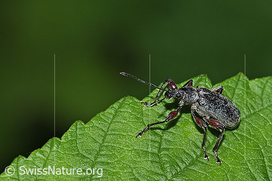 Foto: Wahrscheinlich Gespornter Blattrüssler (Phyllobius glaucus). Länge 7 - 12mm. Wird auch  Spornblattrüssler und Phyllobius calcaratus genannt.