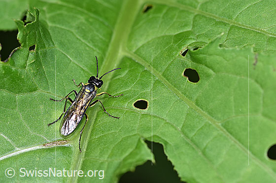 Foto: Grünschwarze Blattwespe (Tenthredo mesomela). Länge 13mm. Ansicht von oben.