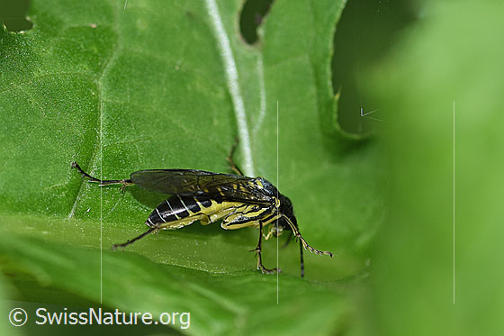 Foto: Grünschwarze Blattwespe (Tenthredo mesomela). Länge 13mm. Ansicht von der Seite.