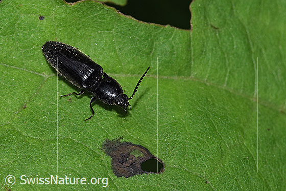 Foto: Schwarzer Rauhaarschnellkäfer (Hemicrepidius niger). Länge 11mm. Ansicht von schräg oben.