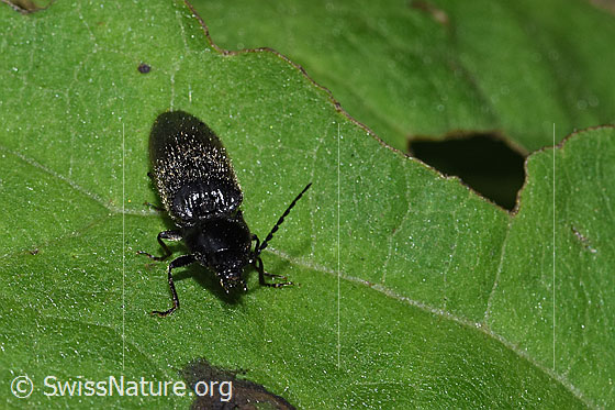 Schwarzer Rauhaarschnellkäfer (Hemicrepidius niger)