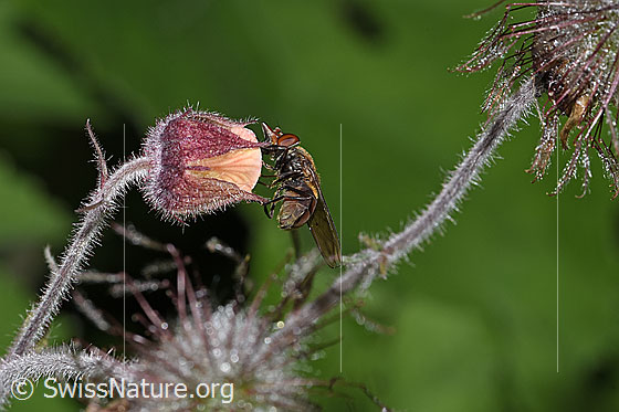 Photo: Rhingia campestris an Bach-Nelkenwurz (Geum rivale). Length 8 - 11mm. View from the side.