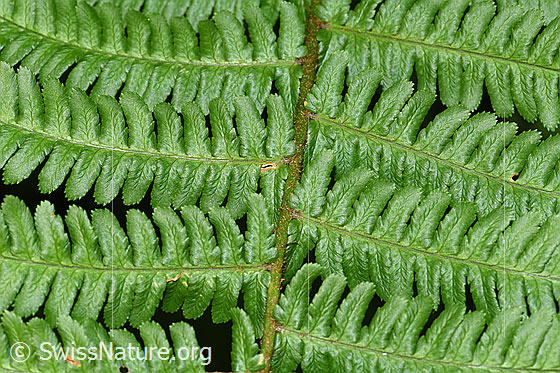 Foto: Echter Wurmfarn (Dryopteris filix-mas). Blattspreite. Blattoberseite.