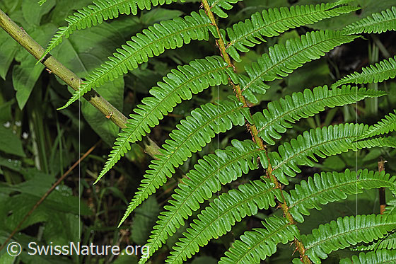 Echter Wurmfarn (Dryopteris filix-mas)