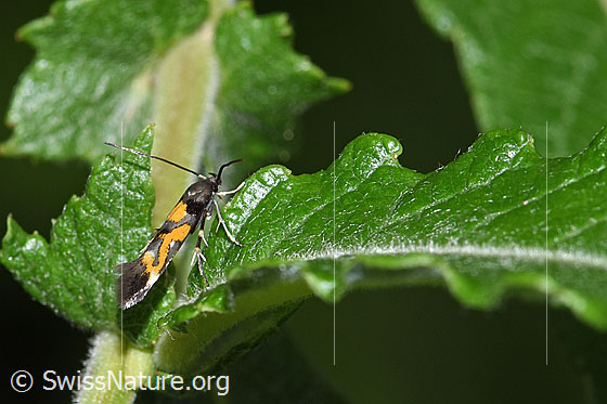 Foto: Wahrscheinlich Mompha locupletella (Fransenmotte). Ansicht von der Seite.