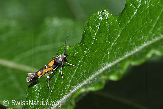 Foto: Wahrscheinlich Mompha locupletella (Fransenmotte). Ansicht von schräg oben.
