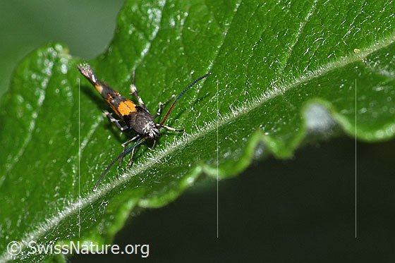 Foto: Wahrscheinlich Mompha locupletella (Fransenmotte). Ansicht von vorne.