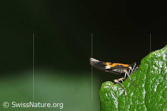 Foto: Wahrscheinlich Mompha locupletella (Fransenmotte). Ansicht von unten.