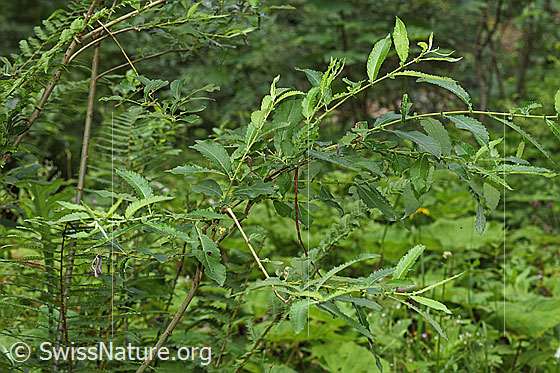 Foto: Grau-Weide (Salix cinerea). Ganze Pflanze (Habitus). Wird auch Asch-Weide genannt.