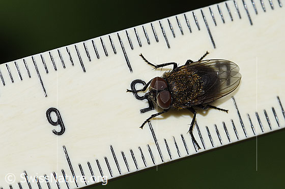 Photo: Pollenia rudis. Male. Length 9mm. View from above.