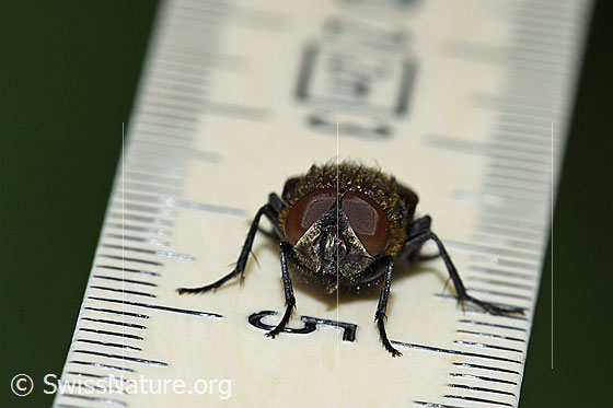 Photo: Pollenia rudis. Male. Length 9mm. View from the front.