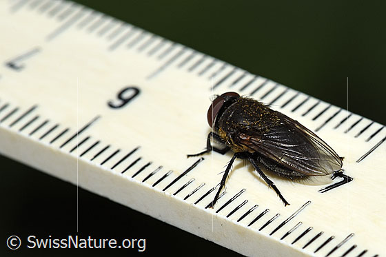 Photo: Pollenia rudis. Male. Length 9mm. View diagonally from behind