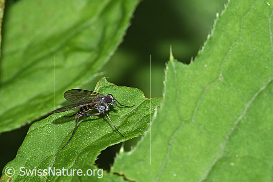 Rhagio maculatus (Schnepfenfliege)