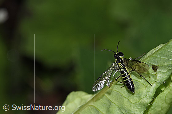 Foto: Grünschwarze Blattwespe (Tenthredo mesomela). Länge 13mm. Flügel halb geöffnet. Ansicht von oben.