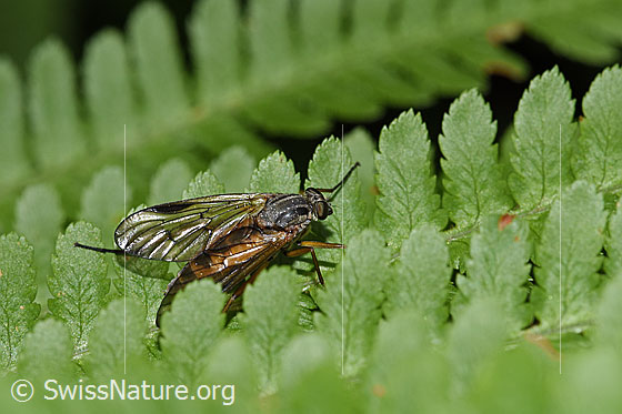 Photo: Rhagio scolopaceus. Length 13mm. Female. View from diagonally above.