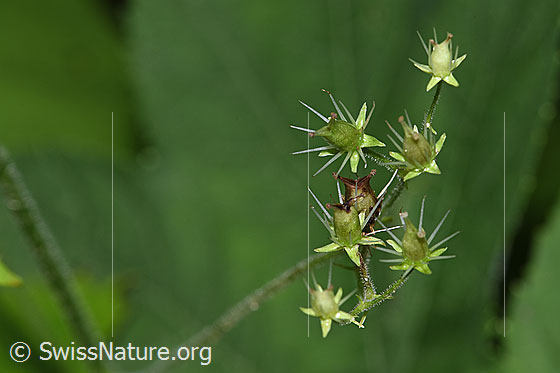 Foto: Rundblättriger Steinbrech (Saxifraga rotunddifolia). Verblühte Blüten.