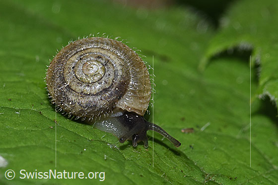 Seidenhaarschnecke (Trochulus sericeus)