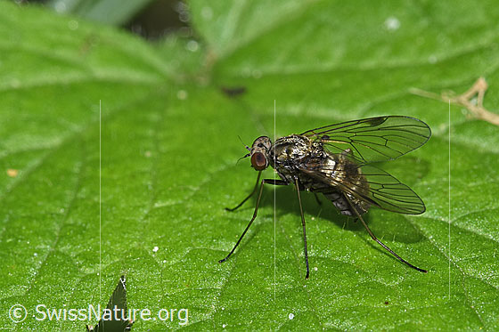 Kronen-Schnepfenfliege (Chrysopilus cristatus)