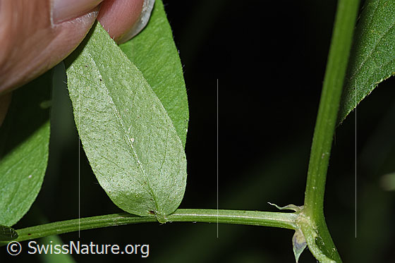 Foto: Gewöhnliche Vogelwicke (Vicia cracca). Blattunterseite.